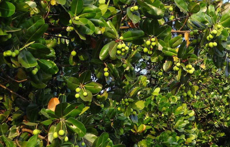 Cây mù u phát triển mạnh ở khu vực khí hậu nhiệt đới