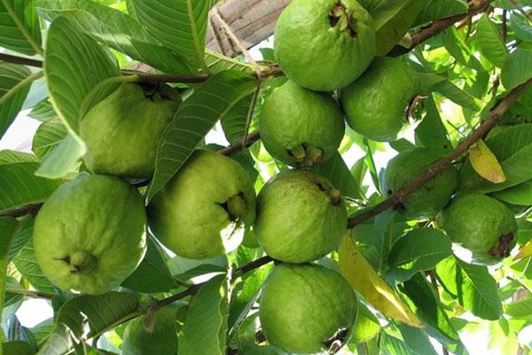 Cảm nhận về bài thơ Sang thu của Hữu Thỉnh
