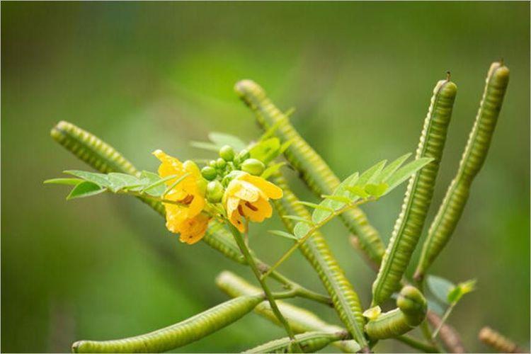 Tác dụng cây vọng giang nam đó là thanh can, ích thận