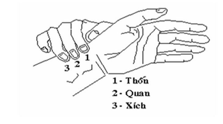 Vị trí 3 bộ: Thốn, Quan, Xích.