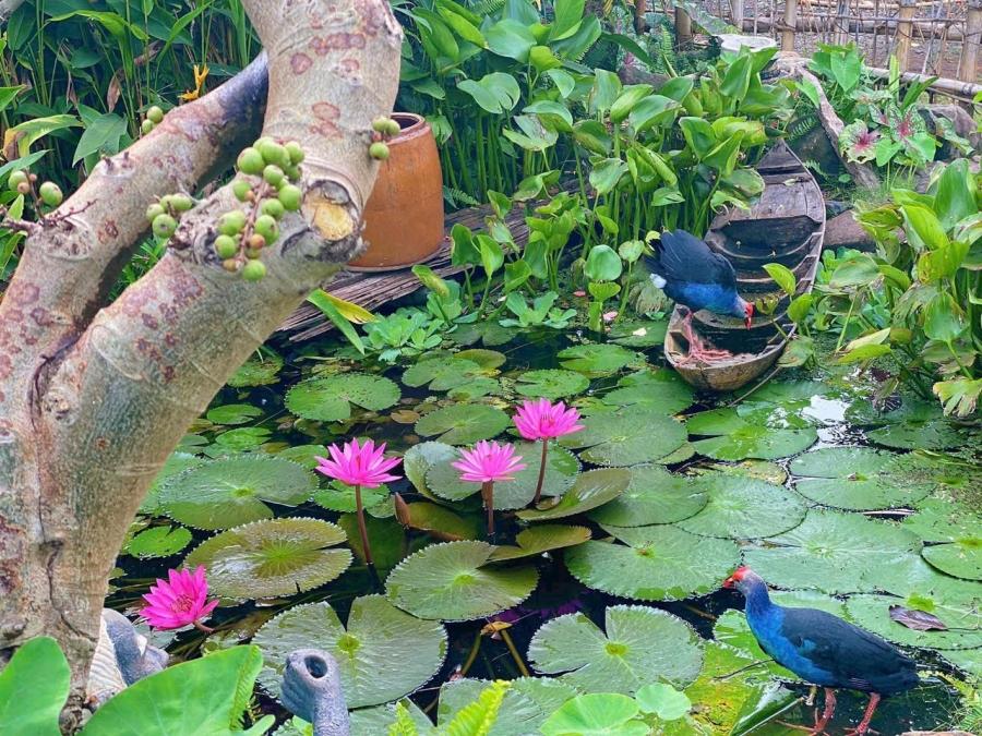 Kỹ thuật nuôi chim trích cồ sinh sản
