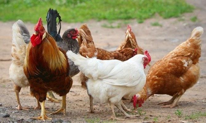 Gà giò là giống gà được bà con nông dân ưa chuộng bởi đặc tính ăn nhiều, lớn nhanh cho lượng thịt cao. Ảnh minh họa