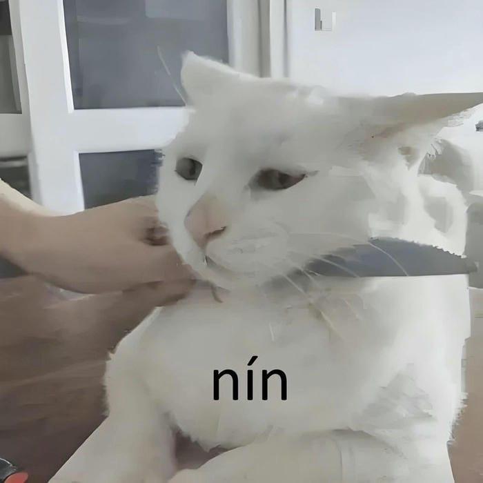 150+ ảnh meme suỵt im lặng vừa cute, vừa hài hước hot nhất