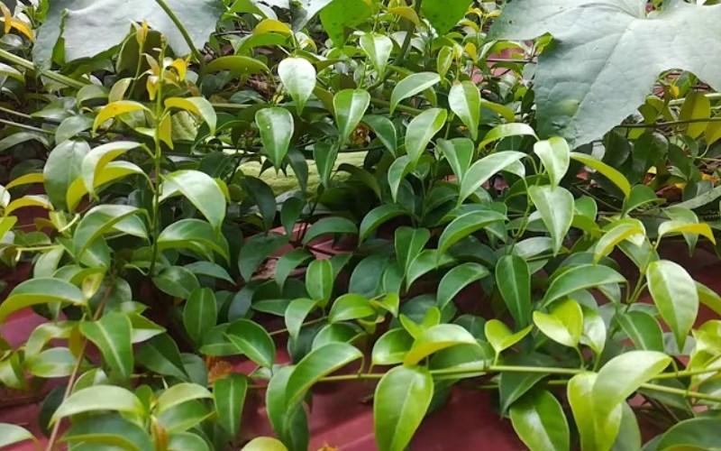 Lá lồm là lá gì? Cách sơ chế và gợi ý món ngon với lá lồm cực hấp dẫn