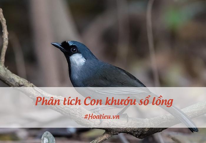 Phân tích Con khướu sổ lồng lớp 10 siêu hay