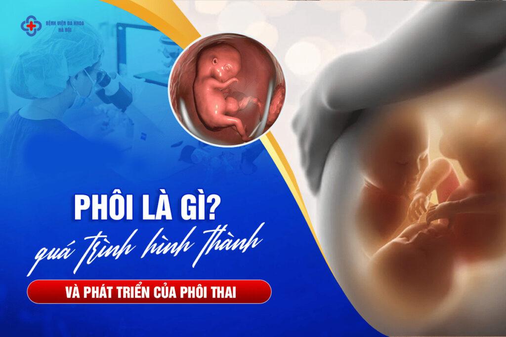 Phôi Là Gì? Quá Trình Hình Thành Và Phát Triển Của Phôi Thai