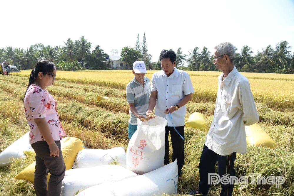 Đồng Tháp: Vụ lúa đông xuân trúng mùa, thất giá