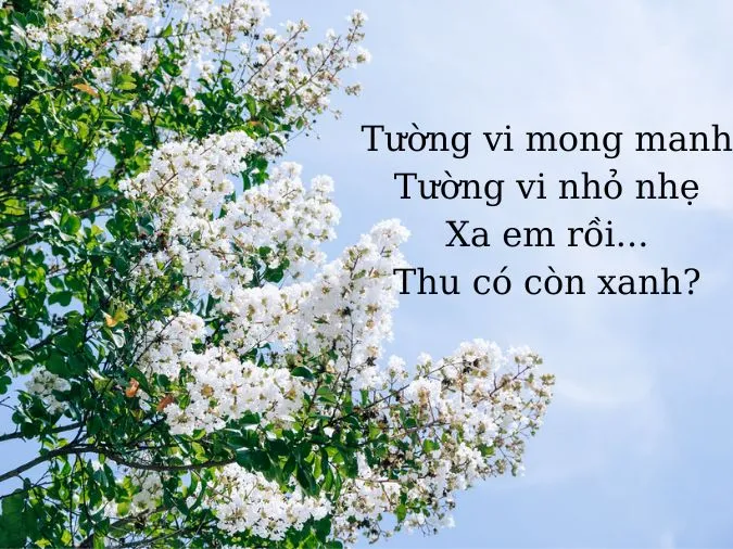 Top 20 bài thơ về hoa tường vi hay nhất 1