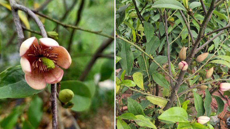 Nguồn gốc, ý nghĩa hoa hàm tiếu