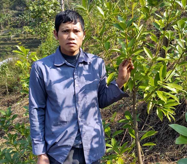 Anh Phùng Văn Hỏn - người đầu tiên đưa giống cây hồi từ Cao Bằng về trồng thử nghiệm.