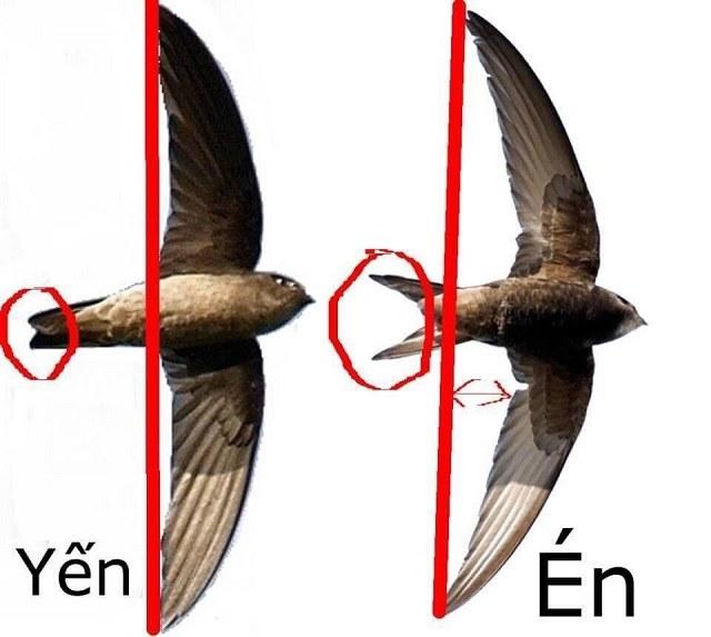 Chim én và chim yến có gì khác nhau?