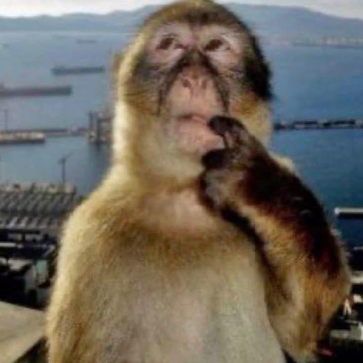 Monkey meme