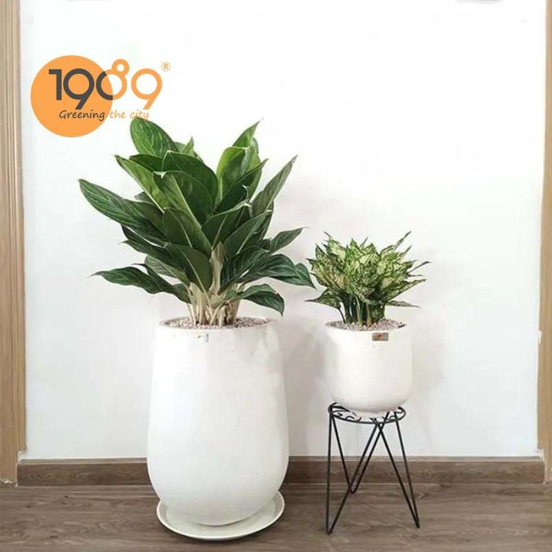 mua cây bạch mã hoàng tử giá rẻ tai 1989 tặng khách hàng