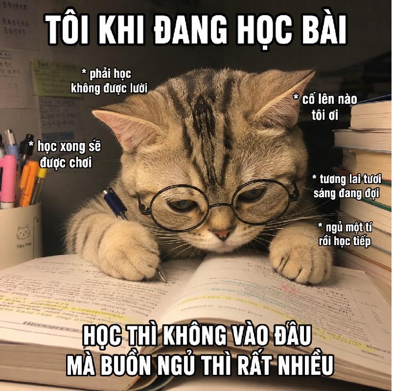 Meme mèo học bài chuẩn tâm trạng sinh viên mùa thi căng thẳng.