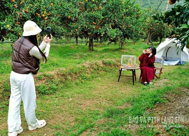Lao động tại Kun Farm thu hoạch cam