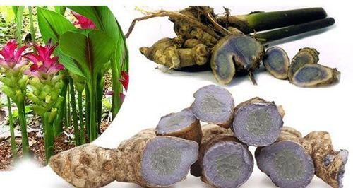 Đặc điểm của cây nga truật