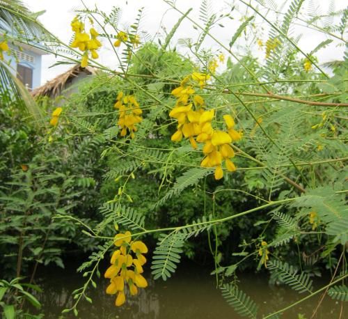 Điền Thanh 1