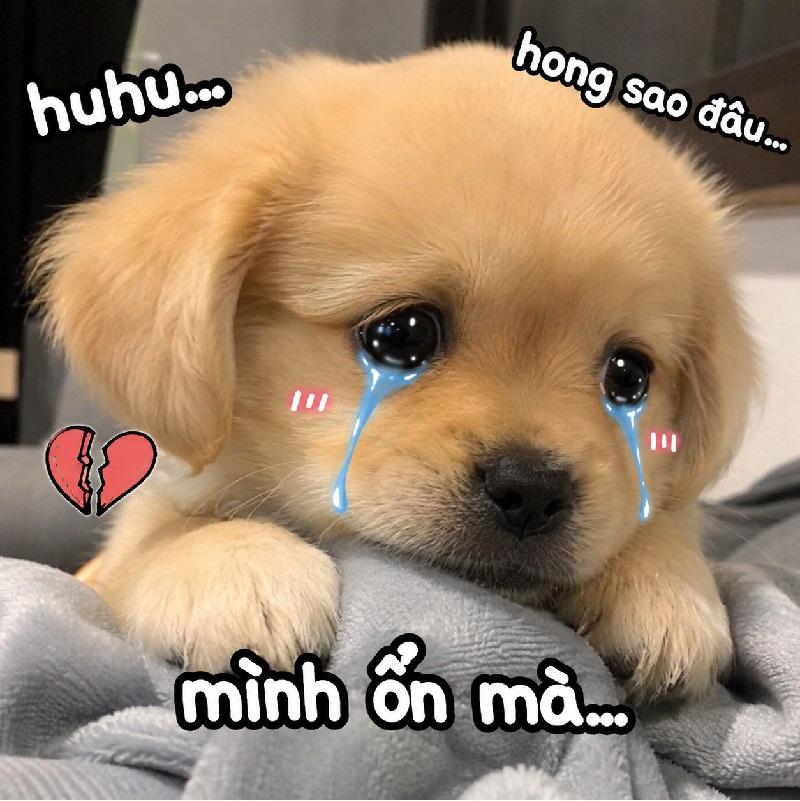 Một chiếc meme chó buồn dành cho người hướng nội.
