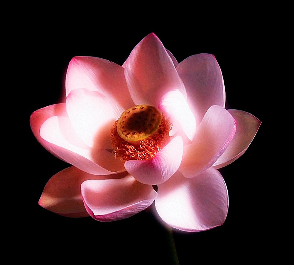 Anāthapiṇḍika (Tu Đà Cấp Cô Độc): Cuộc đời và sự đóng góp cho Phật giáo