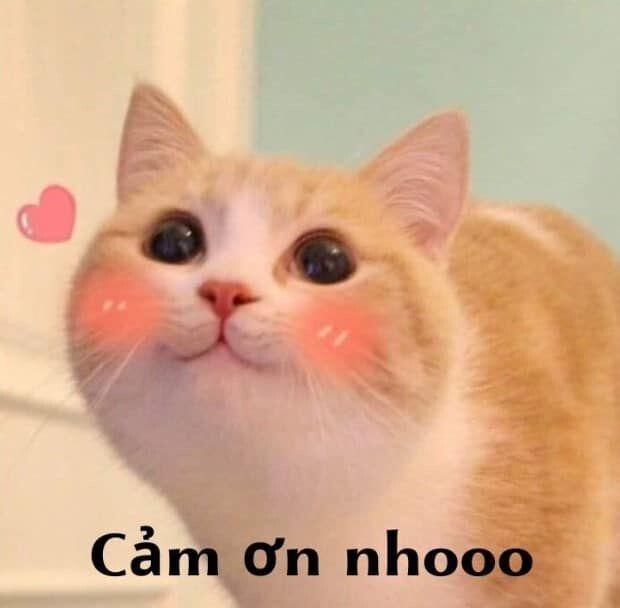 Thông tin meme cảm ơn