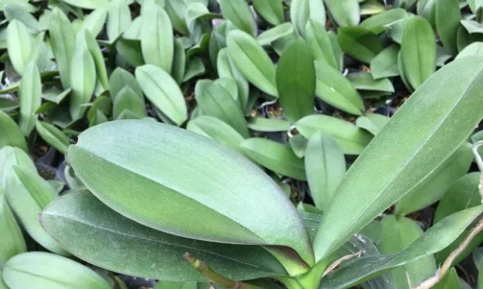 Ngồng hoa lan hồ điệp là gì? Cách chăm sóc đúng chuẩn