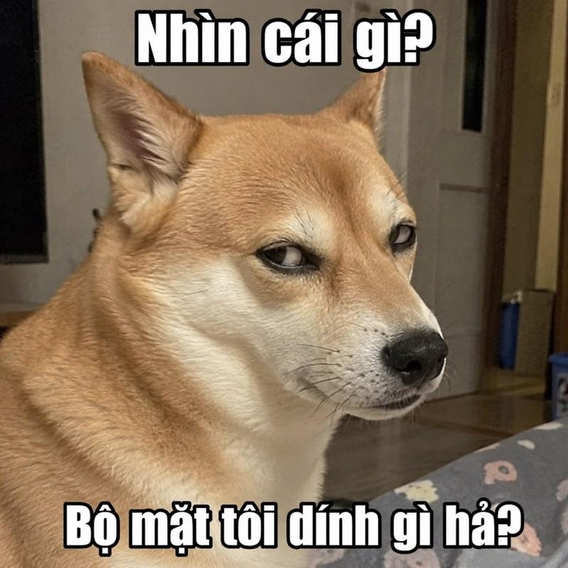 Meme chó liếc đỉnh cao nghệ thuật đánh giá bằng ánh mắt.