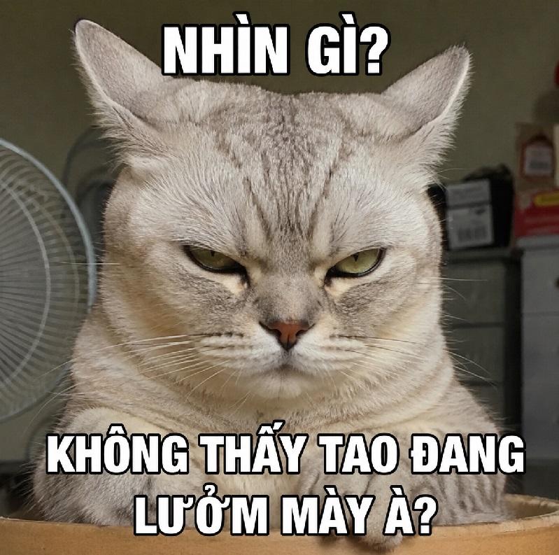 Meme mèo lườm với ánh mắt liếc xéo, nham hiểm siêu cà khịa đang viral. Ảnh chế meme mèo bựa, hài hước dành cho fan thích troll bạn bè.