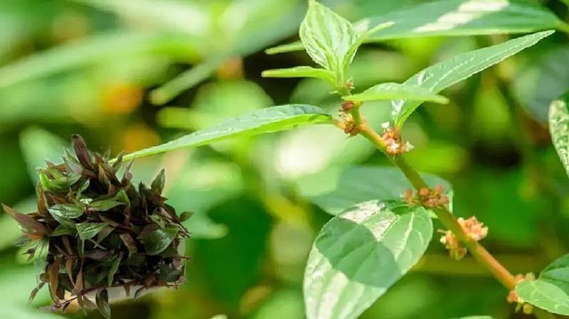 Nam Dược trị nam nhân: Quan niệm vượt thời gian của Y học Cổ truyền Việt Nam