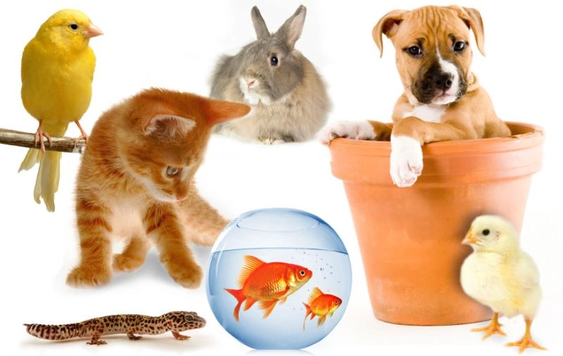 Các khái niệm về súc vật