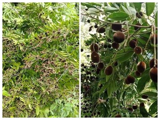 Ốc vú nàng - Hải sản trứ danh ở Côn Đảo