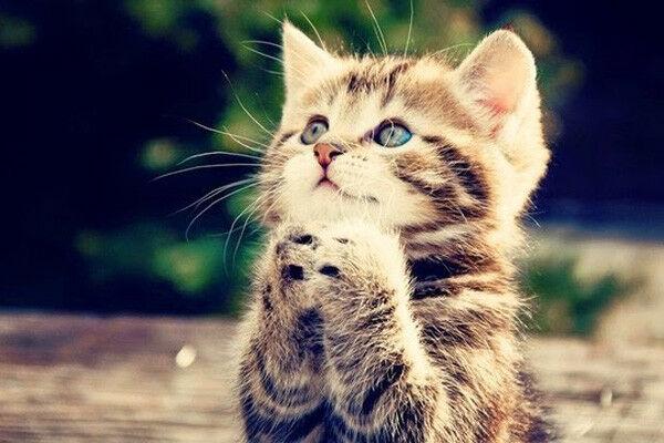Ảnh mèo cute dễ thương làm hình nền cho điện thoại, máy tính