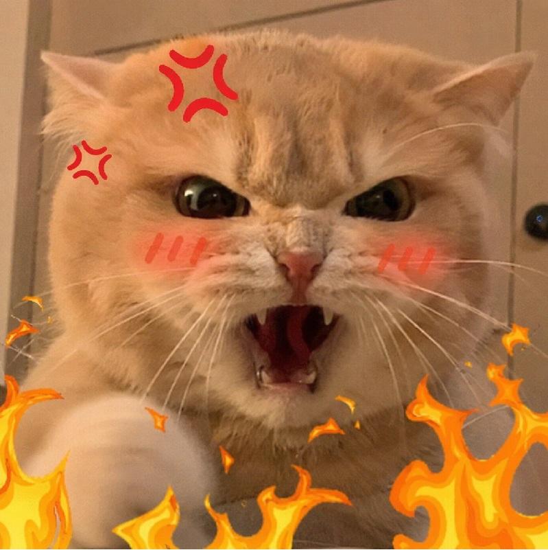 Meme mèo tức giận với gương mặt cáu cọc, giận dỗi siêu hài đang viral. Ảnh chế meme mèo chê đời bựa, vui nhộn dành cho dân mê cà khịa.