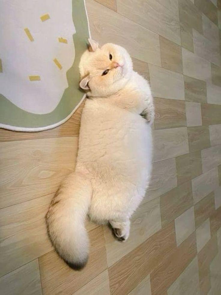 Meme mèo béo này nhìn thôi đã thấy no ngang cả tâm hồn.