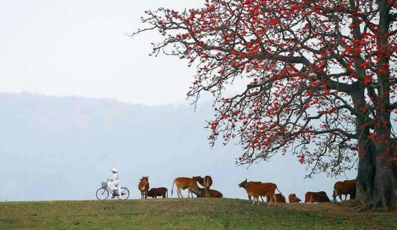 Văn hóa