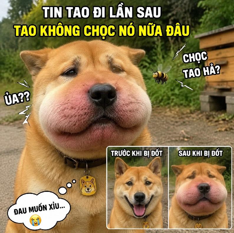 Tổng hợp meme chó bị ong đốt biểu cảm cực hài bá đạo