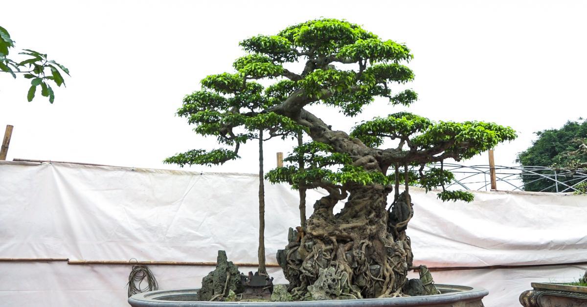 Ly kỳ màn tậu sanh cổ độc long 22 tỷ rồi phá tán, đại gia Hưng Yên bị chủ cũ đuổi: Biến! - Ảnh 2.