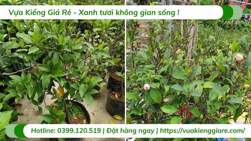 cây hoa hàm tiếu