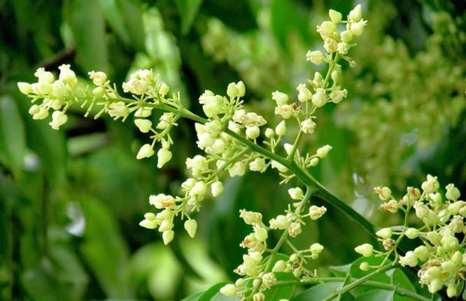 Hoa sấu gọi hè về