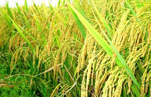 Lúa nước là một trong năm loại cây lương thực chính của thế giới Lúa nước là một trong năm loại cây lương thực chính của thế giới. Lúa nước là một trong năm loại cây lương thực chính của thế giới, chúng có nguồn gốc ở vùng nhiệt đới và cận nhiệt đới khu vực đông nam châu Á và châu Phi. Hai loài này cung cấp hơn 1/5 toàn bộ lượng calo tiêu thụ bởi con người.