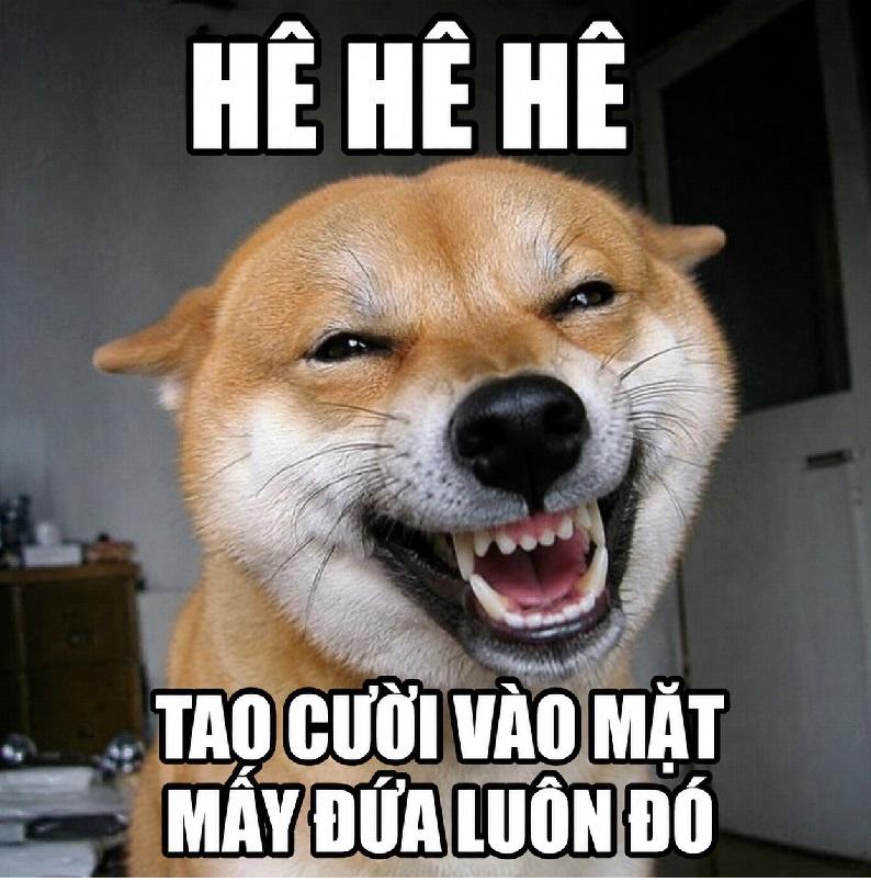 Meme con chó cười đáng yêu trở thành một trong những meme động vật được yêu thích.