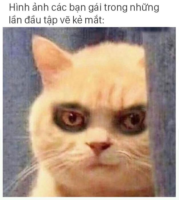 Tổng hợp meme mèo mắt thâm biểu cảm cực hài bá đạo