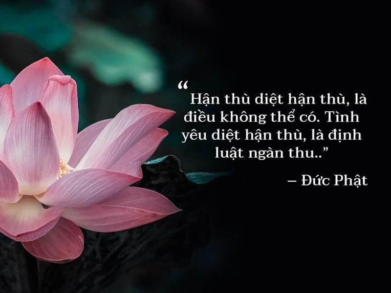 1001+ Những câu nói hay về Phật pháp đáng suy ngẫm