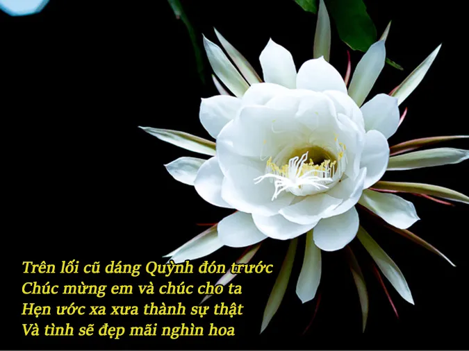tho-ve-hoa-quynh-voh-0