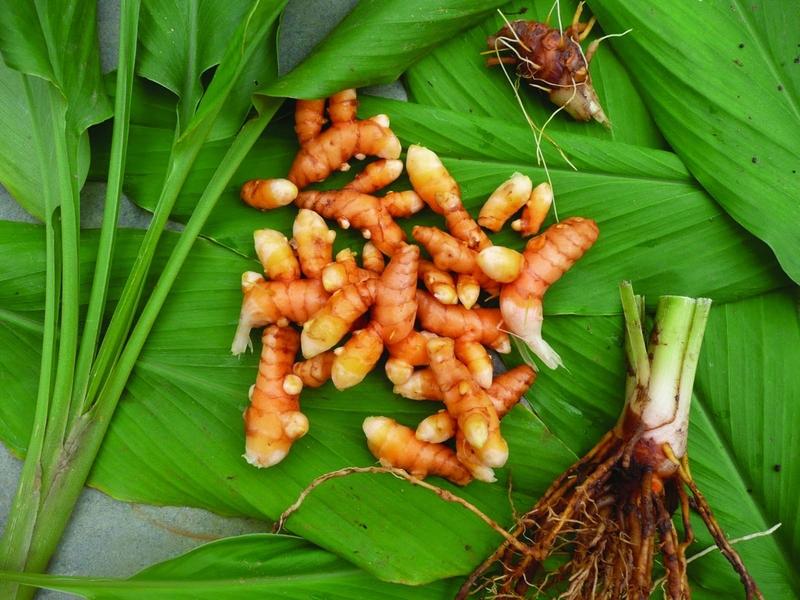 su-khac-nhau-giua-uat-kim-va-khuong-hoang-ban-da-biet-chua 1.jpg