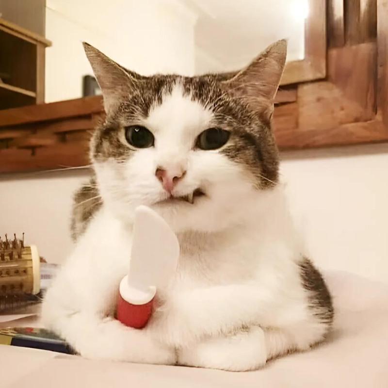 ảnh Meme mèo cười đểu chất lượng cao