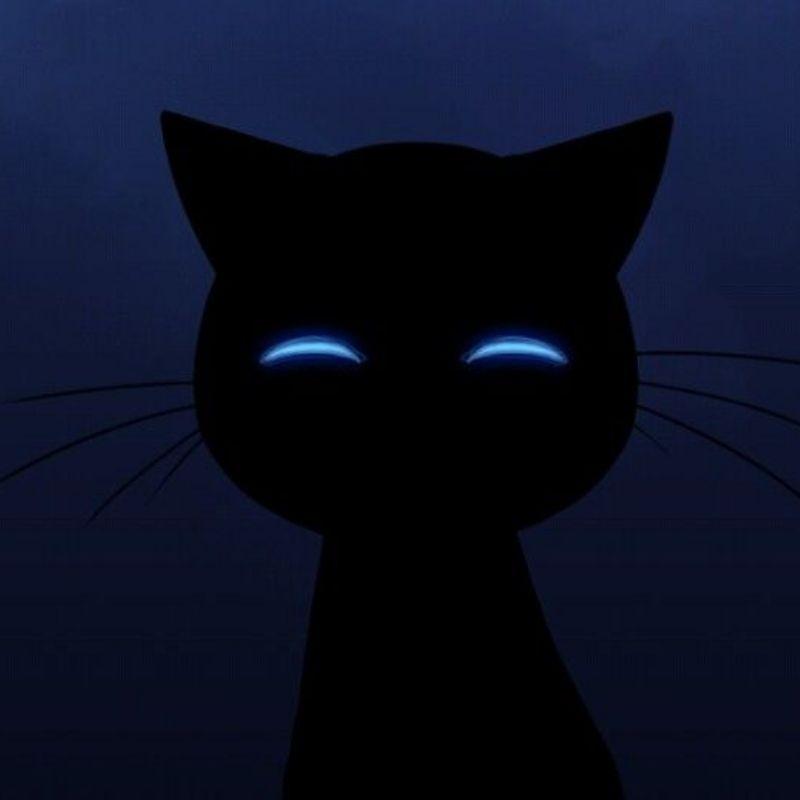 Ý nghĩa avatar mèo đen và cá tính người dùng