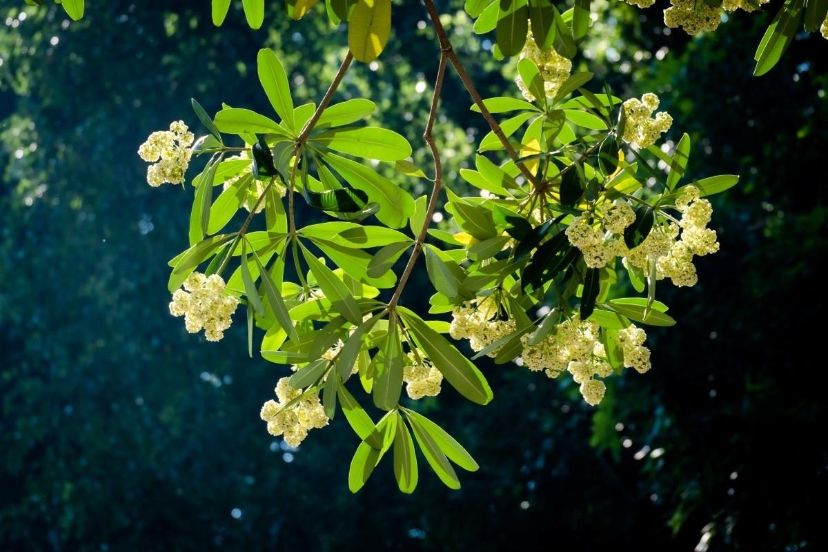 hongdang1.jpg