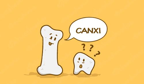 Canxi là thành phần cơ bản của tổ chức xương và răng