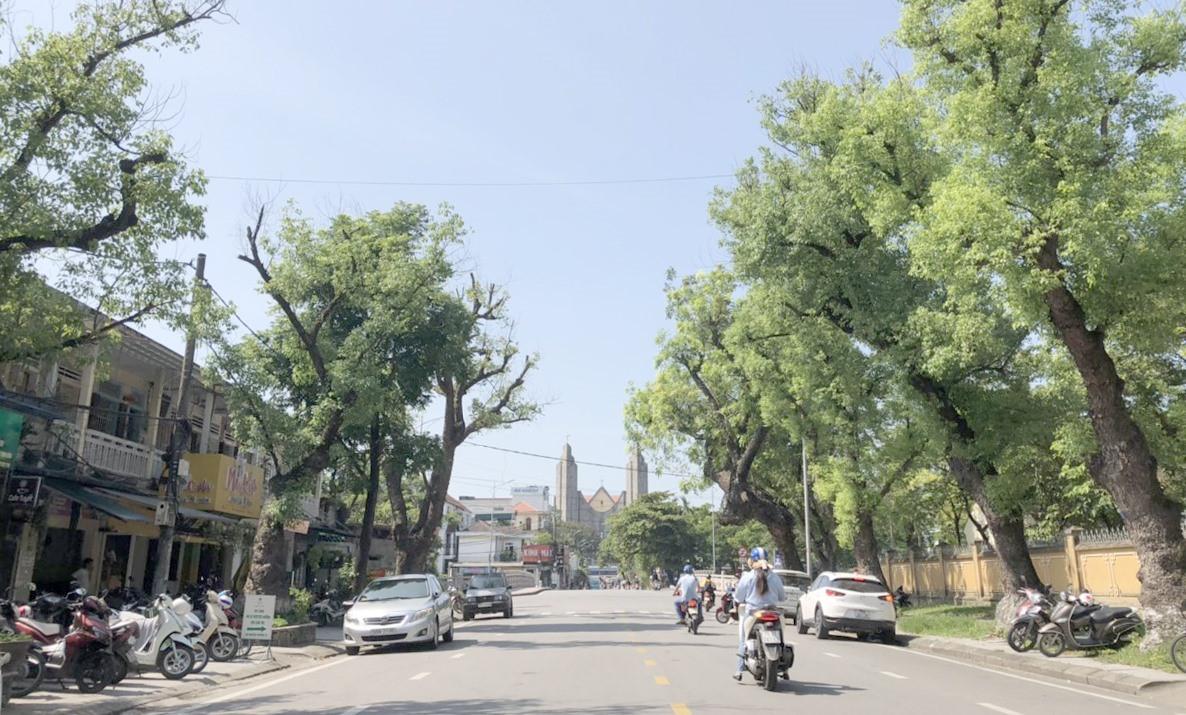 “Con đường long não” ở TP.Huế; khu nhà bên trái là nơi nhạc sĩ Trịnh Công Sơn, nhà văn Hoàng Phủ Ngọc Tường từng ở. Ảnh: H.X.H