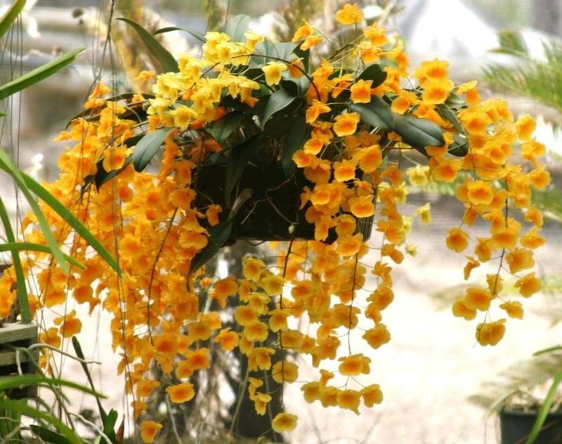 Đặc điểm nhận biết chi tiết của thân, lá và hoa lan vảy rồng